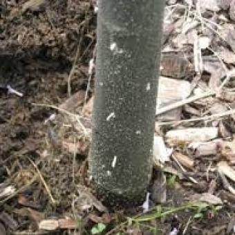 Ambrosia Beetle