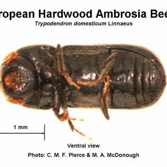 Ambrosia Beetle