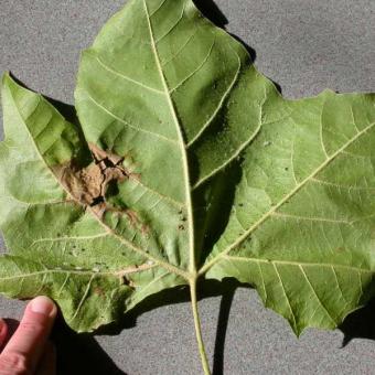 Anthracnose