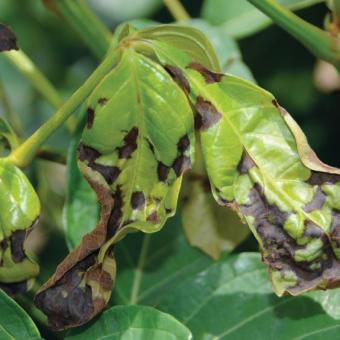 Anthracnose