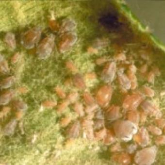 Aphids