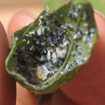 Aphids