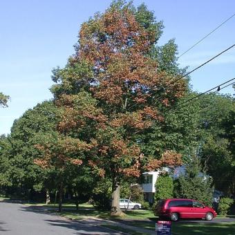 Bacterial leaf scorch