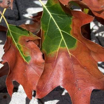 Bacterial leaf scorch