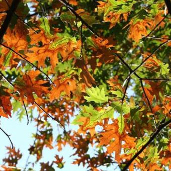Bacterial leaf scorch