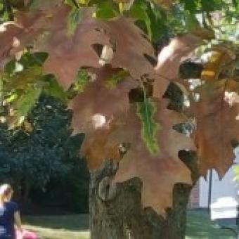 Bacterial leaf scorch