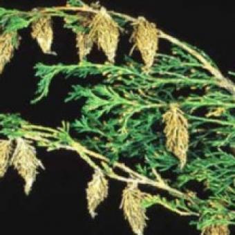 Bagworm