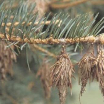 Bagworm