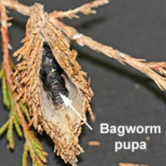 Bagworm