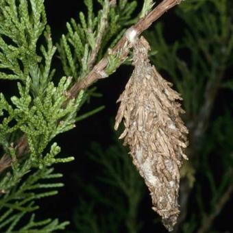 Bagworm