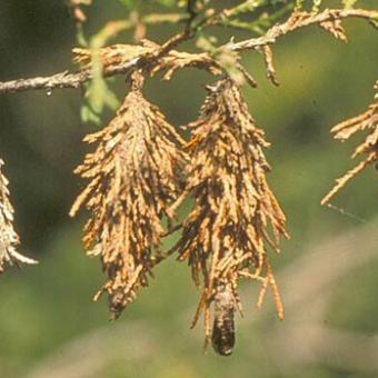 Bagworm