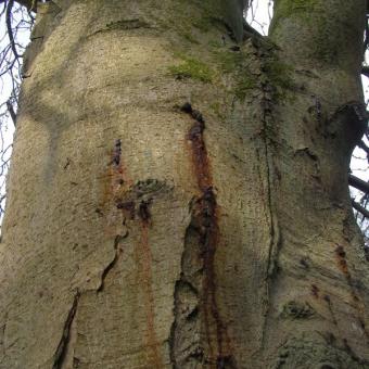 Beech tree canker disease