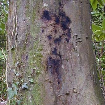 Beech tree canker disease 