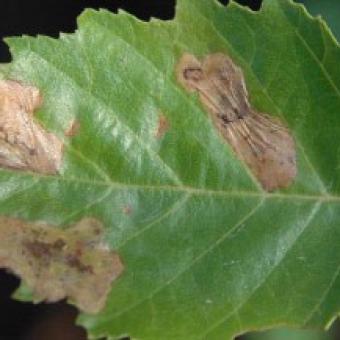Birch Leafminer
