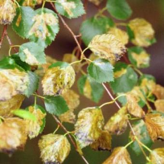 Birch Leafminer