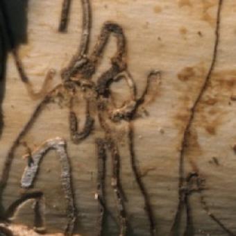Bronze Birch Borer
