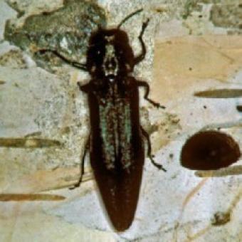 Bronze Birch Borer