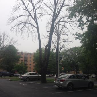 Emerald Ash Borer