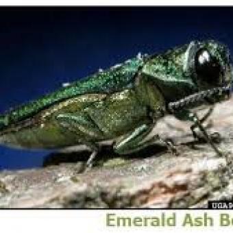 Emerald Ash Borer
