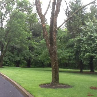 Emerald Ash Borer