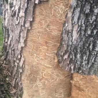 Emerald Ash Borer