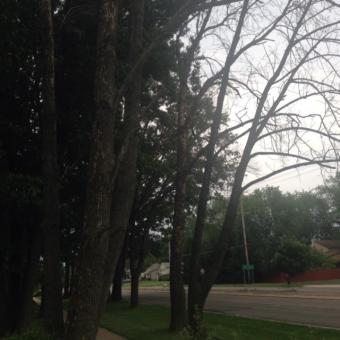 Emerald Ash Borer