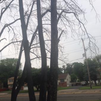 Emerald Ash Borer