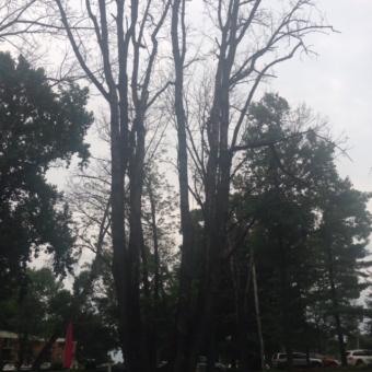Emerald Ash Borer