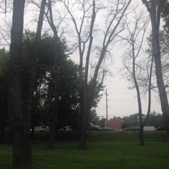 Emerald Ash Borer