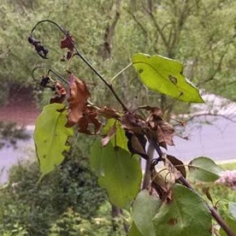 Fire Blight