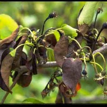 Fire Blight