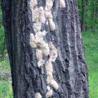 Gypsy Moth