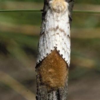 Gypsy Moth