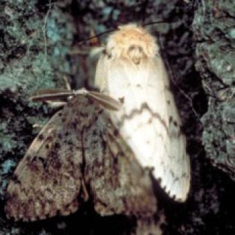 Gypsy Moth
