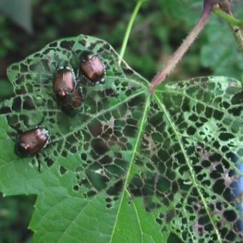 Japanese beetles