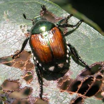 Japanese beetle