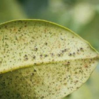 Lace Bugs