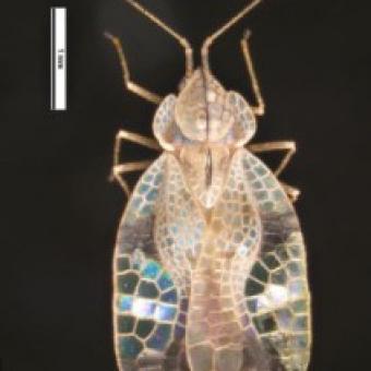 Lace Bug