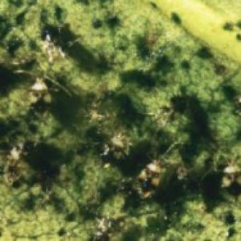 Lace Bugs