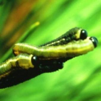 European Sawfly