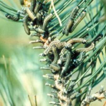 European Sawfly