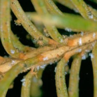 Spider Mites