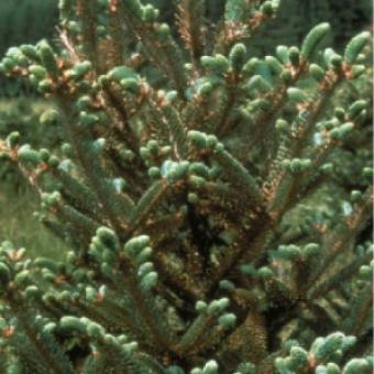 Spider Mites