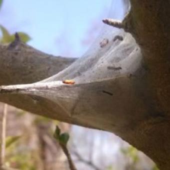 Tent Caterpillar
