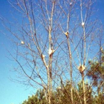 Tent Caterpillar