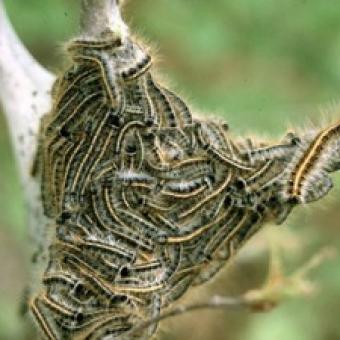 Tent Caterpillar