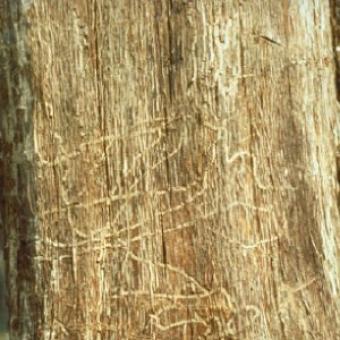 Two-lined chestnut borer