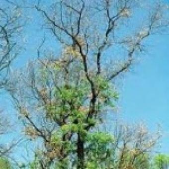 Two-lined chestnut borer