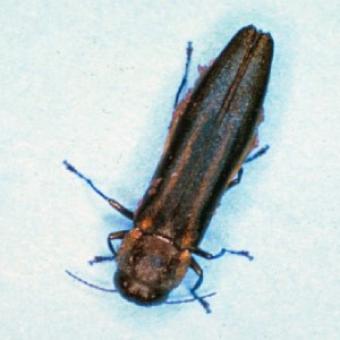 Two-lined chestnut borer