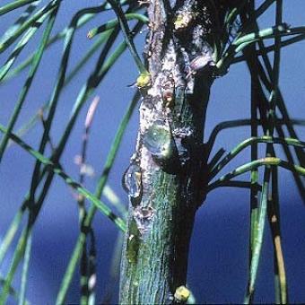 White Pine Weevil